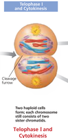 Telophase I and Cytokinesis: Two haploid cells form