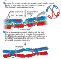 Diagram of crossing over and chiasmata formation