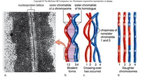 Chiasmata and crossing over between homologous chromosomes