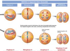 Meiosis II: Separation of sister chromatids and formation of four haploid cells