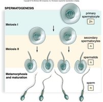 Spermatogenesis: Formation of sperm cells from primary spermatocytes