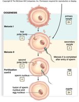 Oogenesis: Formation of egg cells and polar bodies