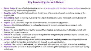 Key terminology for cell division
