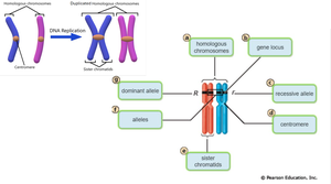 Alterations of chromosome structure