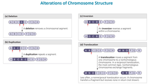 Definitions of key terms while studying DNA and genetic material