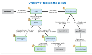 Homologous chromosomes duplicating and separating during cell division