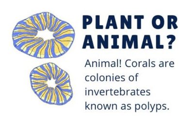 Corals are colonies of invertebrates known as polyps