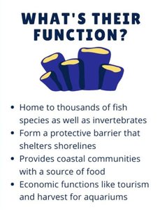 Corals are colonies of invertebrates known as polyps