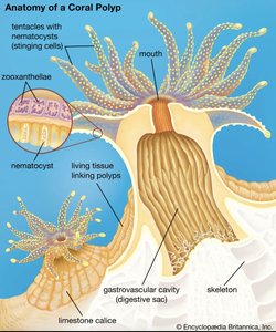 Anatomy of a coral polyp