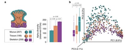 Microbial diversity in coral body sites
