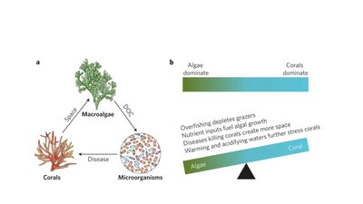 DDAM model: interactions among algae, disease, and microbes in coral reefs
