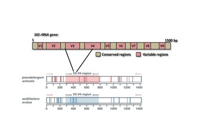 16S rRNA gene structure and variable regions