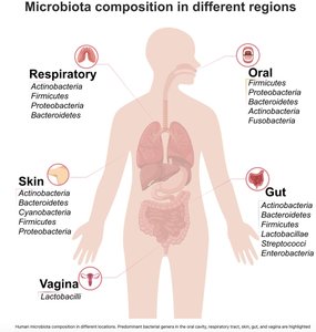 Microbiota composition in different regions of the human body