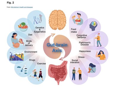 Gut-brain axis and factors influencing microbiome and mental health