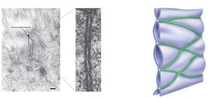 Tight junctions between epithelial cells