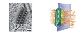 Desmosome structure and micrograph