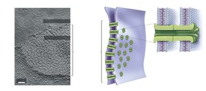 Gap junctions between animal cells