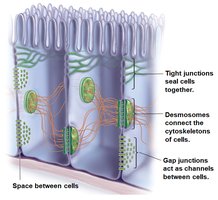 Summary diagram of tight junctions, desmosomes, and gap junctions