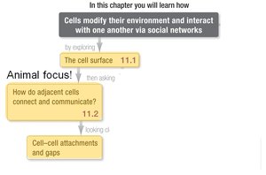 Chapter overview: Cells modify their environment and interact via social networks