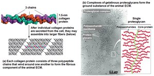 Collagen and proteoglycan structure in ECM