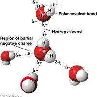 Hydrogen bonds between water molecules