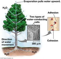 Water transport in plants: cohesion and adhesion