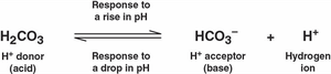Buffer reaction: response to rise and fall in pH