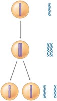 A chart describes the duplication and distribution of chromosomes during cell division in three stages.