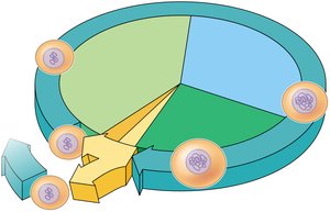 A circular chart depicts the stages of the cell cycle.