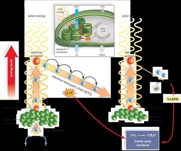 Noncyclic electron pathway in the light reactions