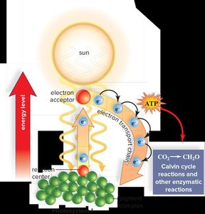 Cyclic electron pathway in the light reactions