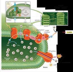 Organization of a thylakoid membrane