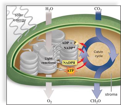 Calvin cycle: carbon fixation step