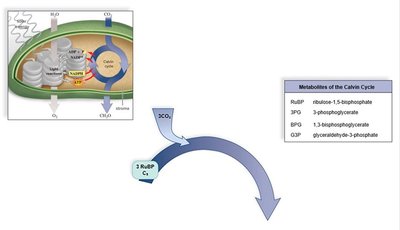 Calvin cycle: formation of 3PG