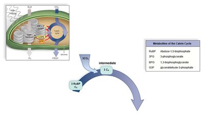 Calvin cycle: overview of fixation