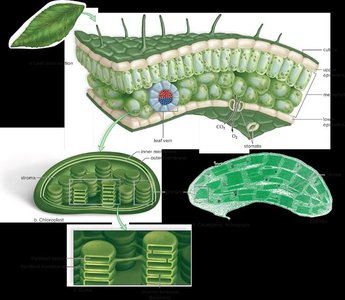 Leaf structure showing photosynthetic tissues and chloroplasts