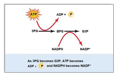 Reduction phase of the Calvin cycle