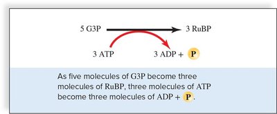 Regeneration of RuBP in the Calvin cycle
