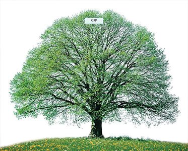 Fate of G3P in plants