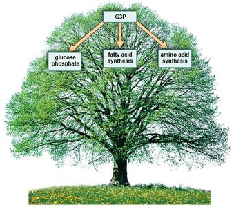 G3P conversion to glucose phosphate, fatty acids, and amino acids
