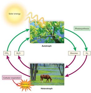 Diagram showing the relationship between autotrophs and heterotrophs in the carbon and energy cycles