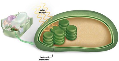 Chloroplast structure and thylakoid membranes