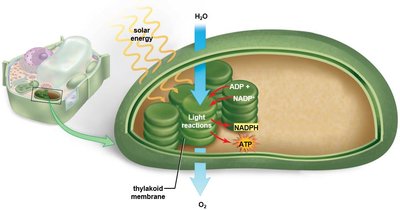 Light reactions in the thylakoid membrane