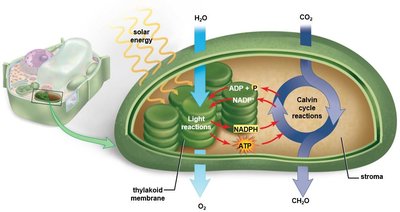 Overview of photosynthesis showing light reactions and Calvin cycle