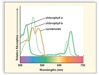 Absorption spectrum of photosynthetic pigments