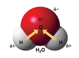 Polarity of water molecule
