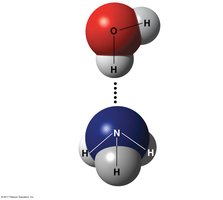 Hydrogen bond between water and ammonia
