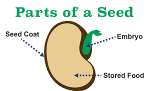 Diagram of seed structure: seed coat, embryo, stored food