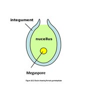 Diagram of ovule structure: integument, nucellus, megaspore