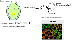 Diagram showing ovule, pollen tube, and pollen grains